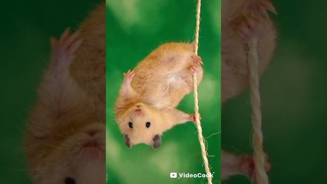 Александр "Котобус" Горбов. Хомяки.