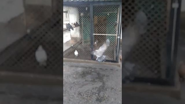 Обзор моих голубей 03.02.19г