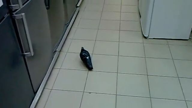 Необычный покупатель в магазине  Прикол )
