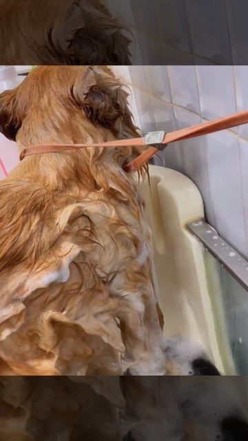 Экспресс-линька чау-чау Габриэль🐾 в TEZI Grooming