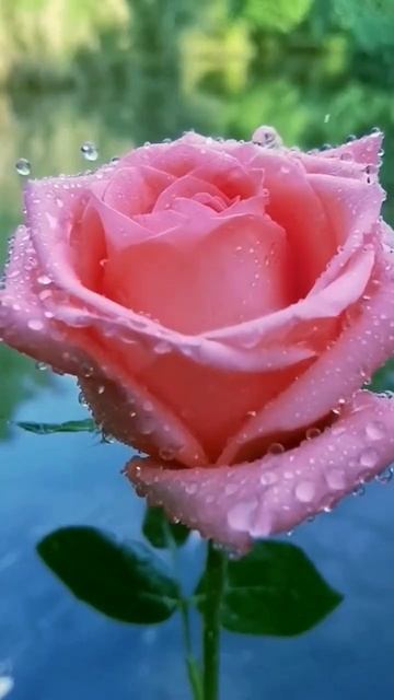 Beautiful Pink Rose Water Drops#short #youtubeshorts #ytshorts