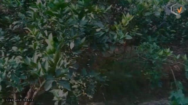 Village natural life of Punjab || Beautiful Scene of Village greenfield || Punjab Village life