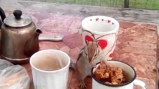 Бурундук "Нахал"" возвращаеться