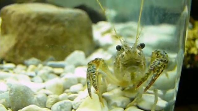 Procambarus clarkii
