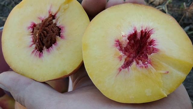 Персик Лаурол. Peach Laurol. Дуже пізній крупний і смачний. Відеоогляд від Максі Сад