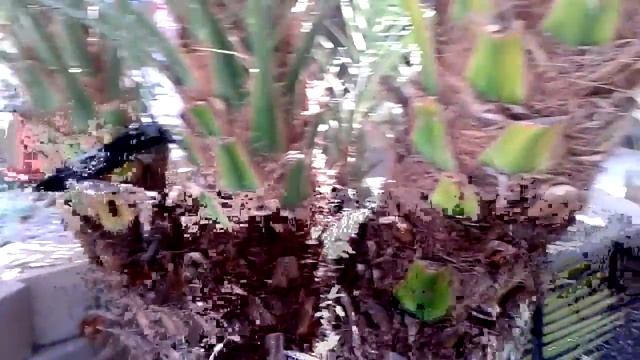 How to cut a Palma tree part 2