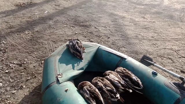 утрянка, с подсадными утками