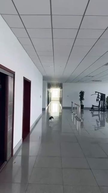 смешные котики