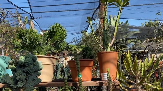 🌵 💚 ☀️ Cacti and succulent collection