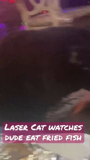 Laser Cat Watches Dude Eat Fried Fish