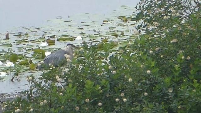 Heron in the Rain