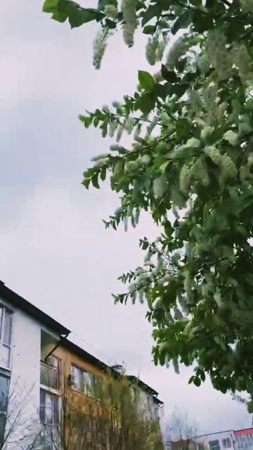 ЛАГУЗ