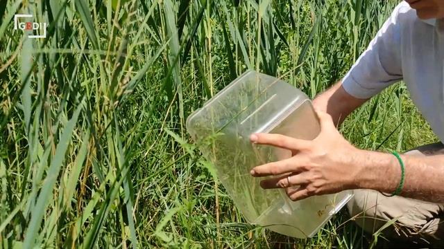 Il raro grillo del Lisert si prende la rivincita: ora colonizza anche la zona di Schiavetti