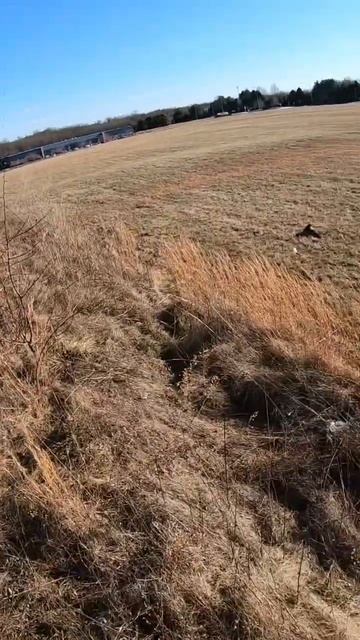 Just doing some Christmas Day training. #outdoors #falconry #maryland #aplomado #falcon #raptor