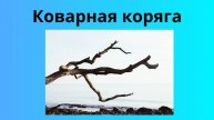Коварная коряга и черепаха
