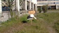 Аист во дворе 6 школы недалеко от ул Добровольского 75 в г Горишни Плавни 23 04 20201