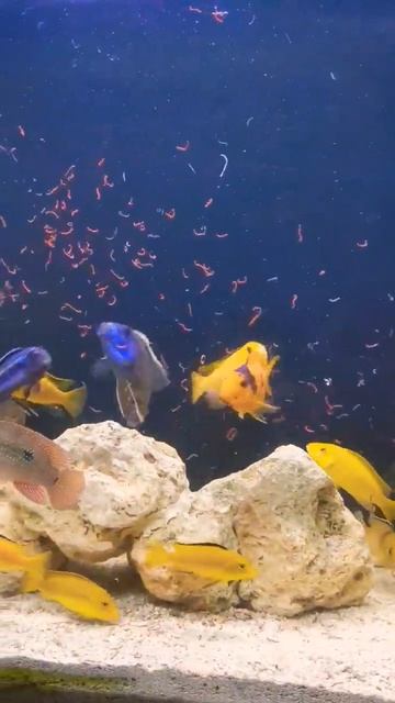 Feeding 1000s of worms to aggressive cichlid fish! #aquarium