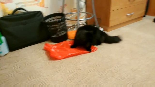Забавные животные 🐱