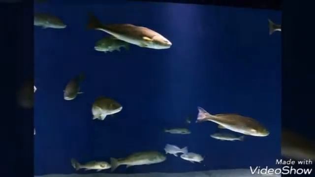 Океанариум ето чудо