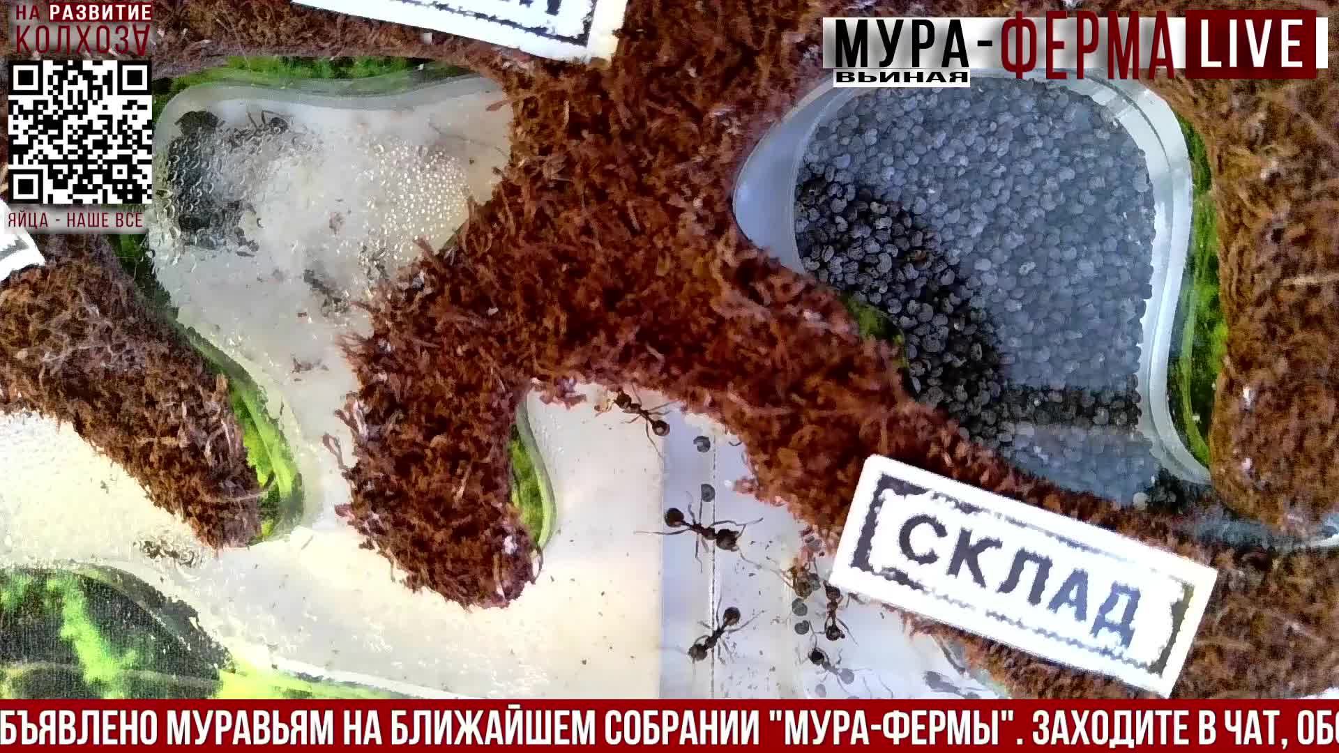 МУРА-ферма LIVE.Бункер 40.Муравьиная ферма!Муравьи Жнецы.+радио "Мураши LIVE".