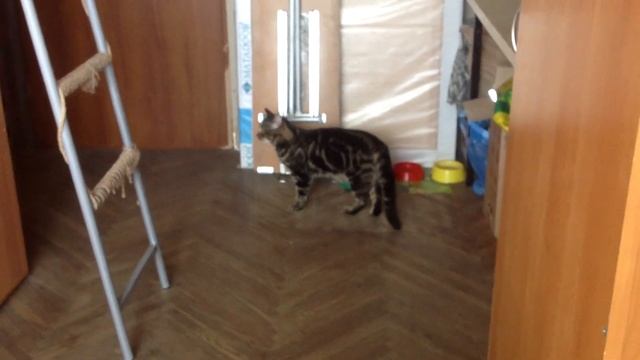 Мой кот Пончик играется!!!