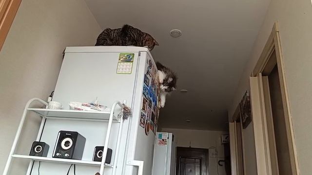 Делят Место