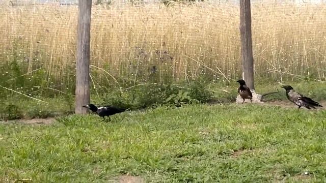 Новенький лысый грач