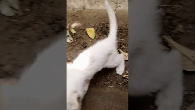 Naughty Cat(Cat Died Today)