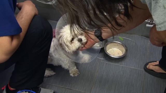 Un enorme perro sufre por su exceso de pelaje | Dr. Jeff, Veterinario | Animal Planet