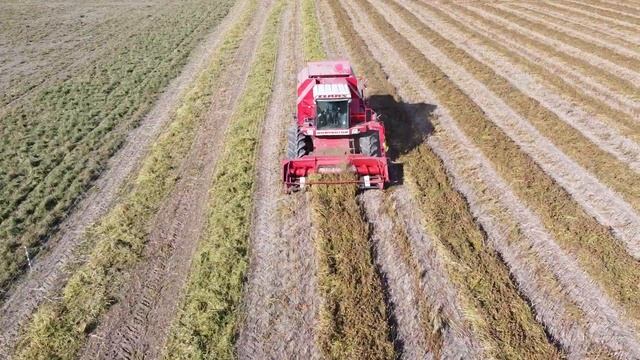 Claas Dominator 108 // Harvesting buckwheat