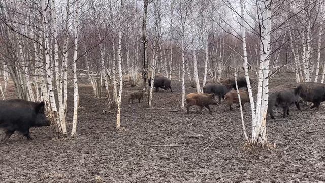Охота на Кабана