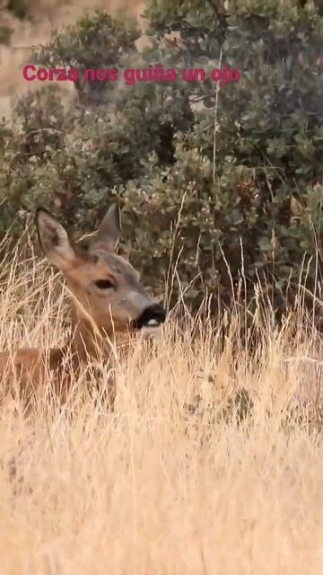 corza nos guiña un ojo #shorts #wildlife #deer