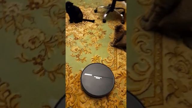 Кот Пончик и робот пылесос