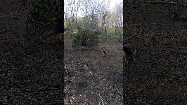 1000352605.mp4