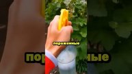 Тля исчезла за сутки из за этого раствора #сад #огород #дача #рассада #урожай