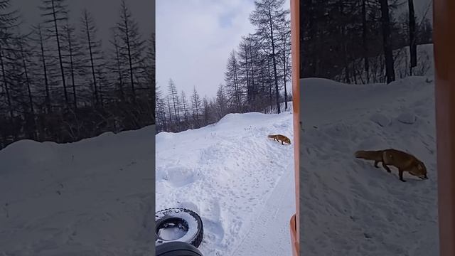Рыжая лисичка / Часть 1