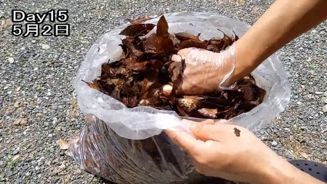 米のとぎ汁で腐葉土を作ってみました｜Making soil with rice water