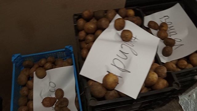 достаем картофель на прогрев