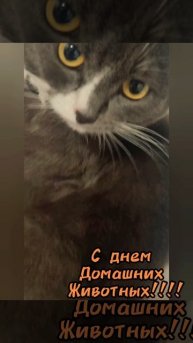 С днем домашних животных!!!!
От котика СТЕПЫ.
(Кот друзей.)
#религиякотизм #котолюбовь #зверьемое #