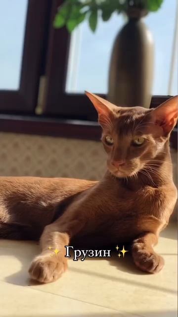 А еще добби, эльф и летучая мышь 🦇 #ориентальныйкот #cat #кот #chill #kitten #music #котик #котики