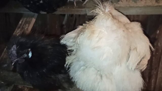 ЗАБОТ ХОТЬ ОТБАВЛЯЙ!!! Шелковых китайских новичков🐔не принимают...