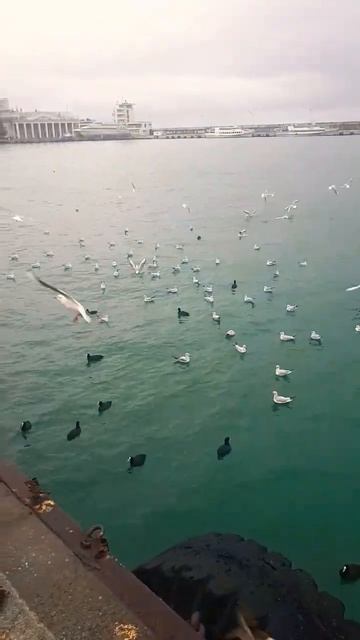 Чайки Утки Голуби.Море.Крым сегодня
