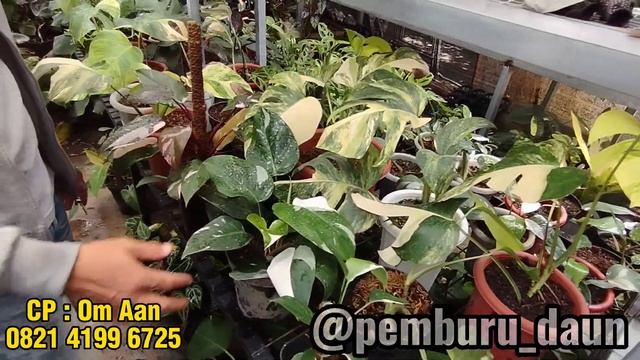 Berburu Tanaman Hias Hasil Tanian, Anthurium Philodendron Aroid