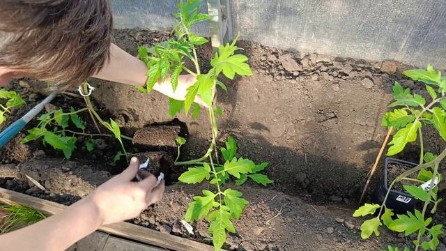 Тепличное новоселье томатов