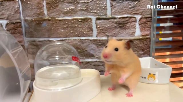 オヤツをあげたのに再び訴えるゴールデンハムスター