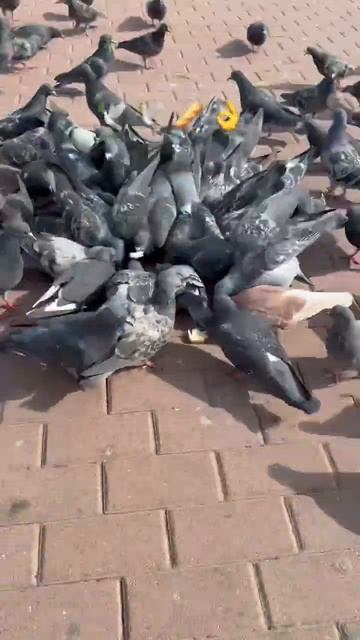 Голубиный перекус 🕊️ 🕊️ 🥖👐😉👍