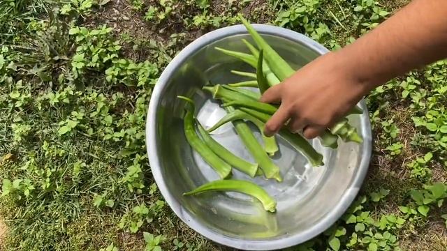 Pumpkin , butternut squash ,okra / lady finger , egg plant , watermelon , Harvesting and mini tour