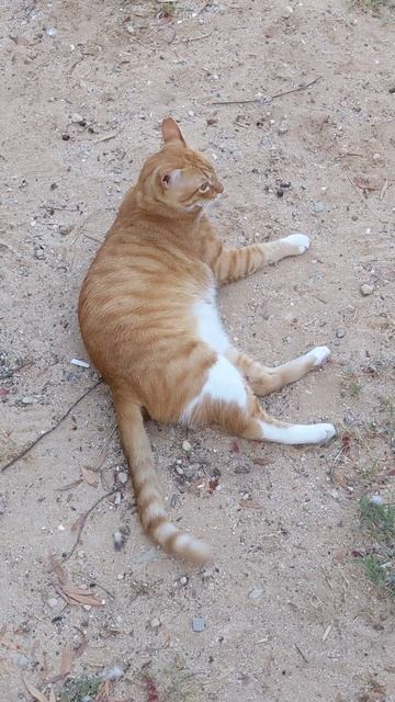Рыжий кот хвостом бьёт 😸 Смешные коты 😻 Red cat twist tail 🐈 Funny cats 😹 Cute animals 🐅 Memes Pets