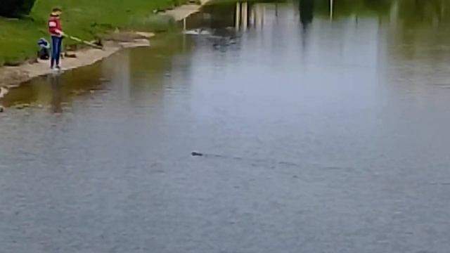 Дикая андатра на водоёме в Минске