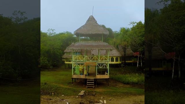 Nature Horizons - Amazon Rainforest # 5